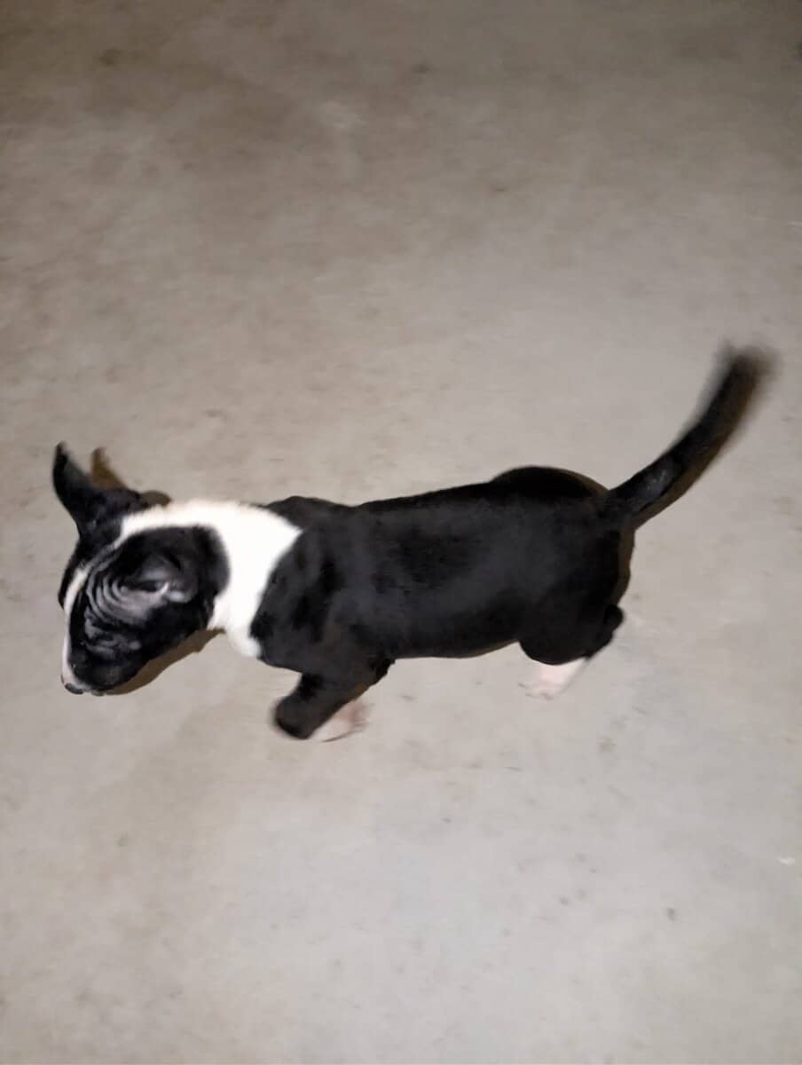 English Bull Terrier Puppy image 3