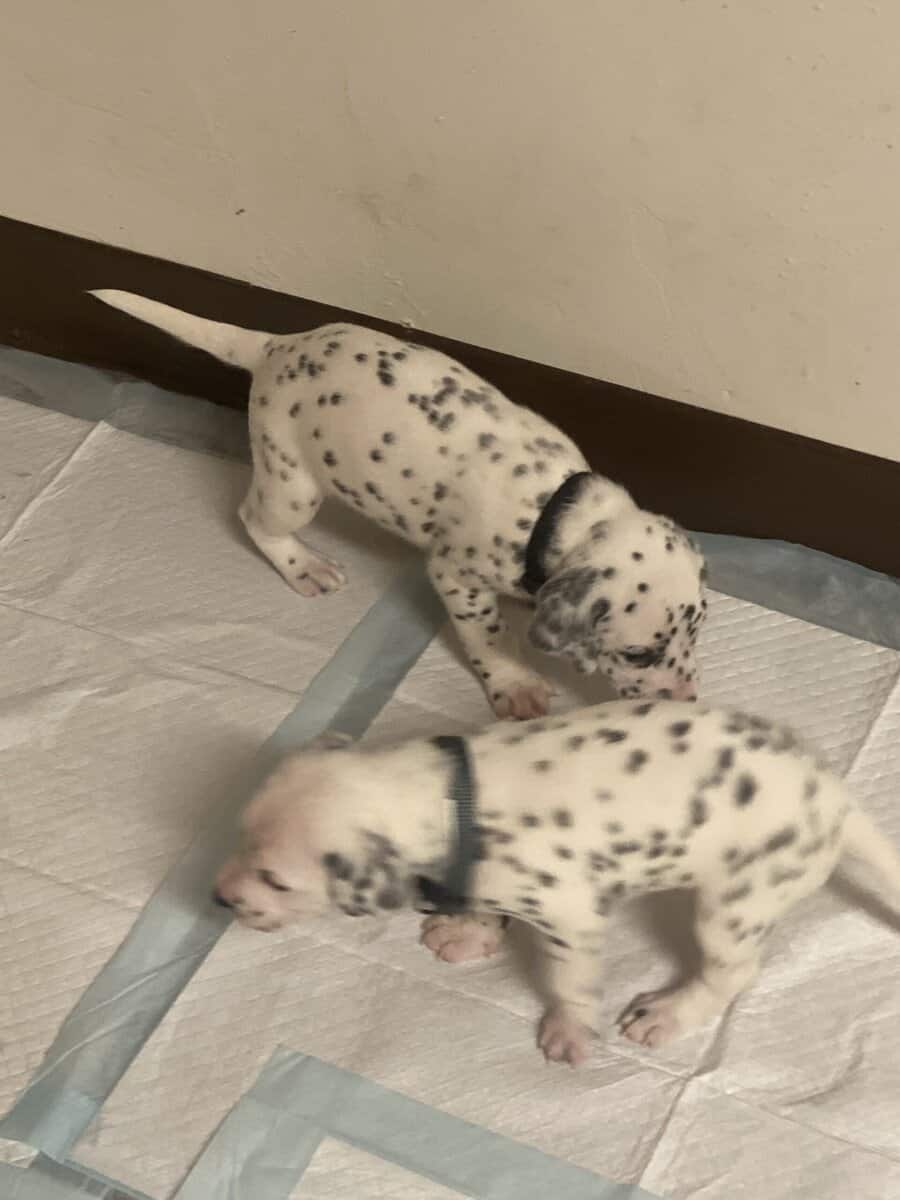 Dalmatian puppies image 12