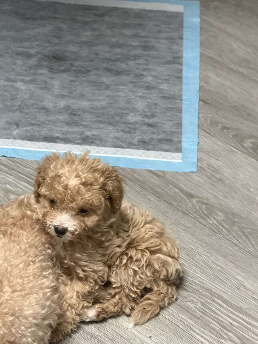 Puppies image 2