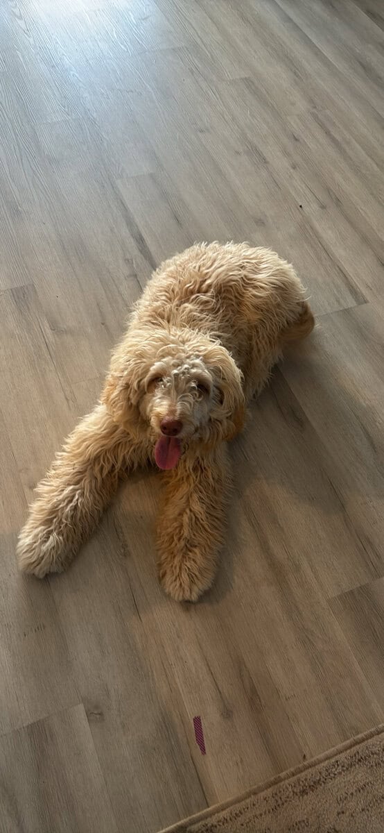 Golden Miniature Golden Doodle image 1