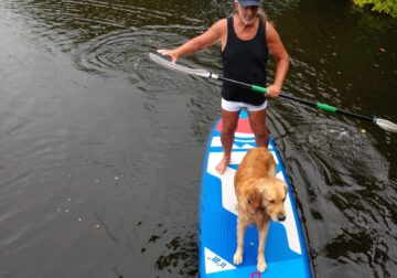 Golden Retriever Puppies Coming