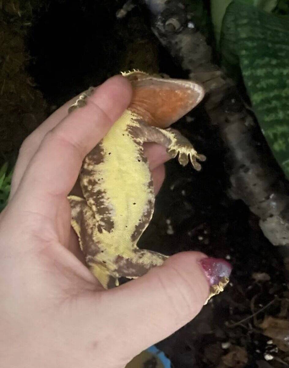 Lily white crested gecko male 39grams image 3