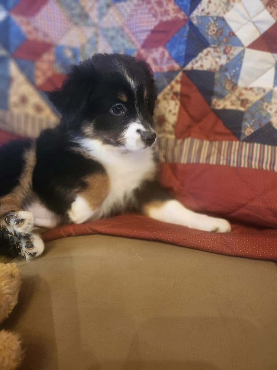 Miniature Australian Shepherd girl image 1