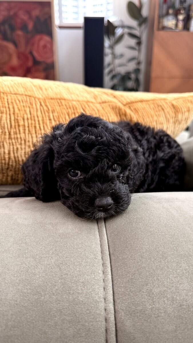 Milo Mini image 6