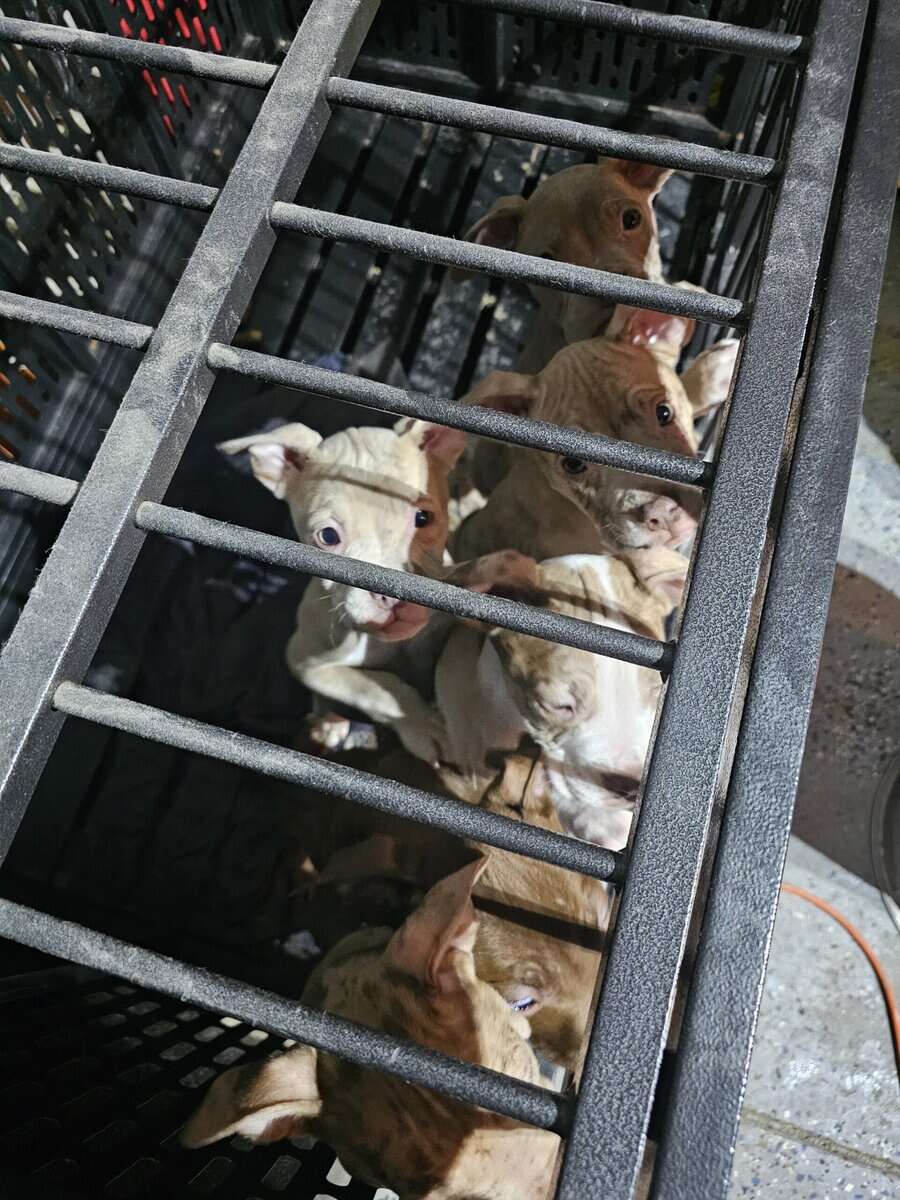 Bully puppies for sale image 1