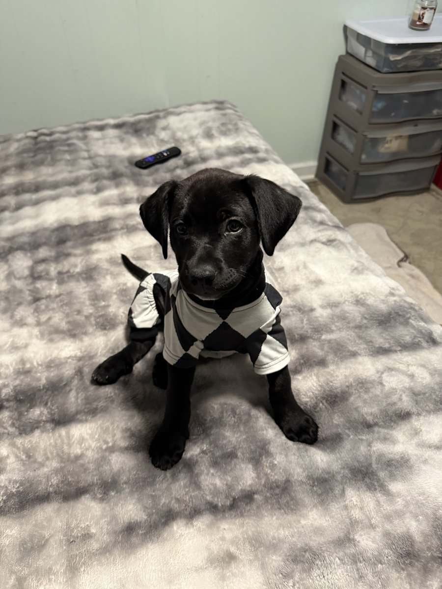 Black lab puppy image 1