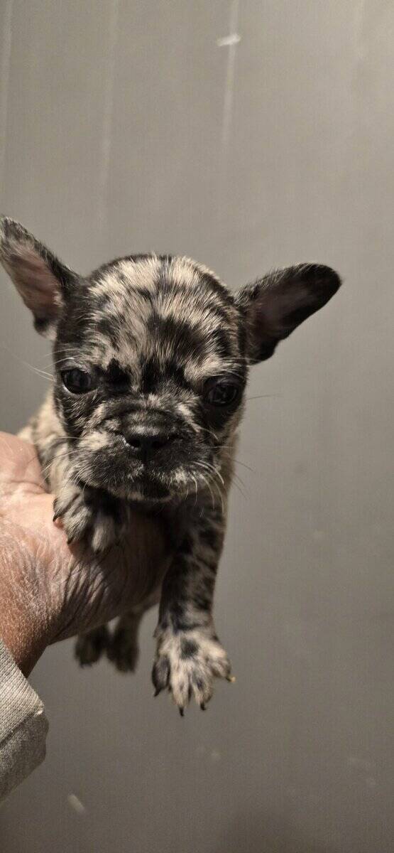 French bulldog puppies 2months old image 1