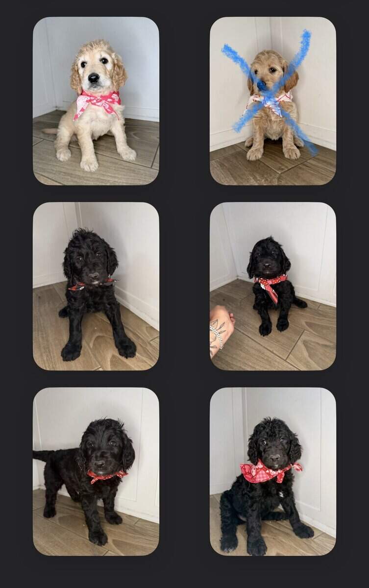Golden Doodle Puppies image 1