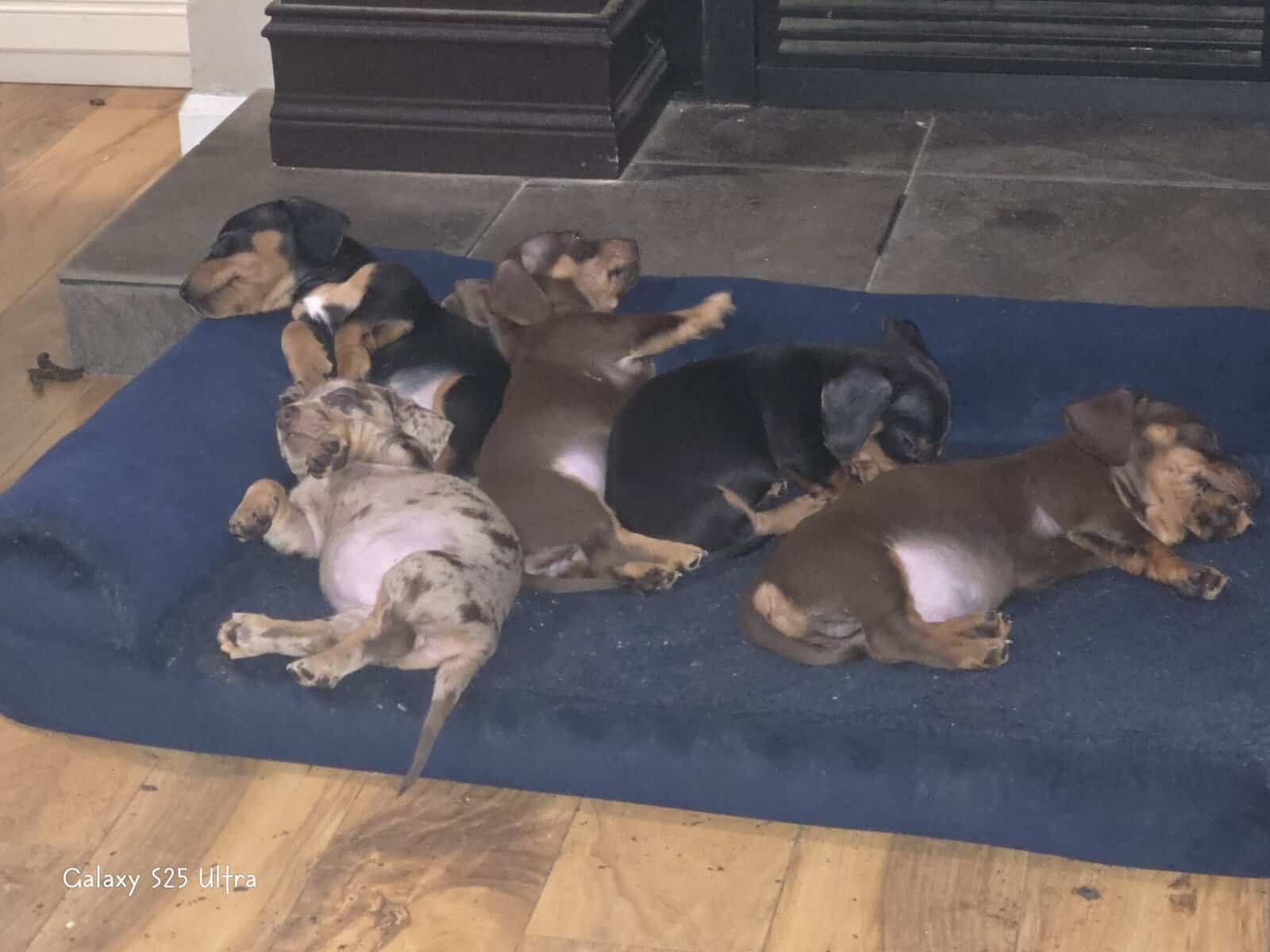 Chiweenie puppies image 5