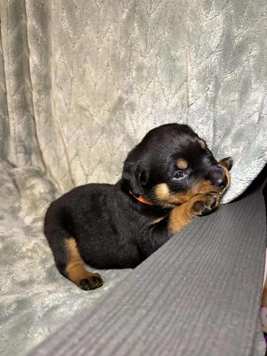AKC Rottweiler Puppies image 3