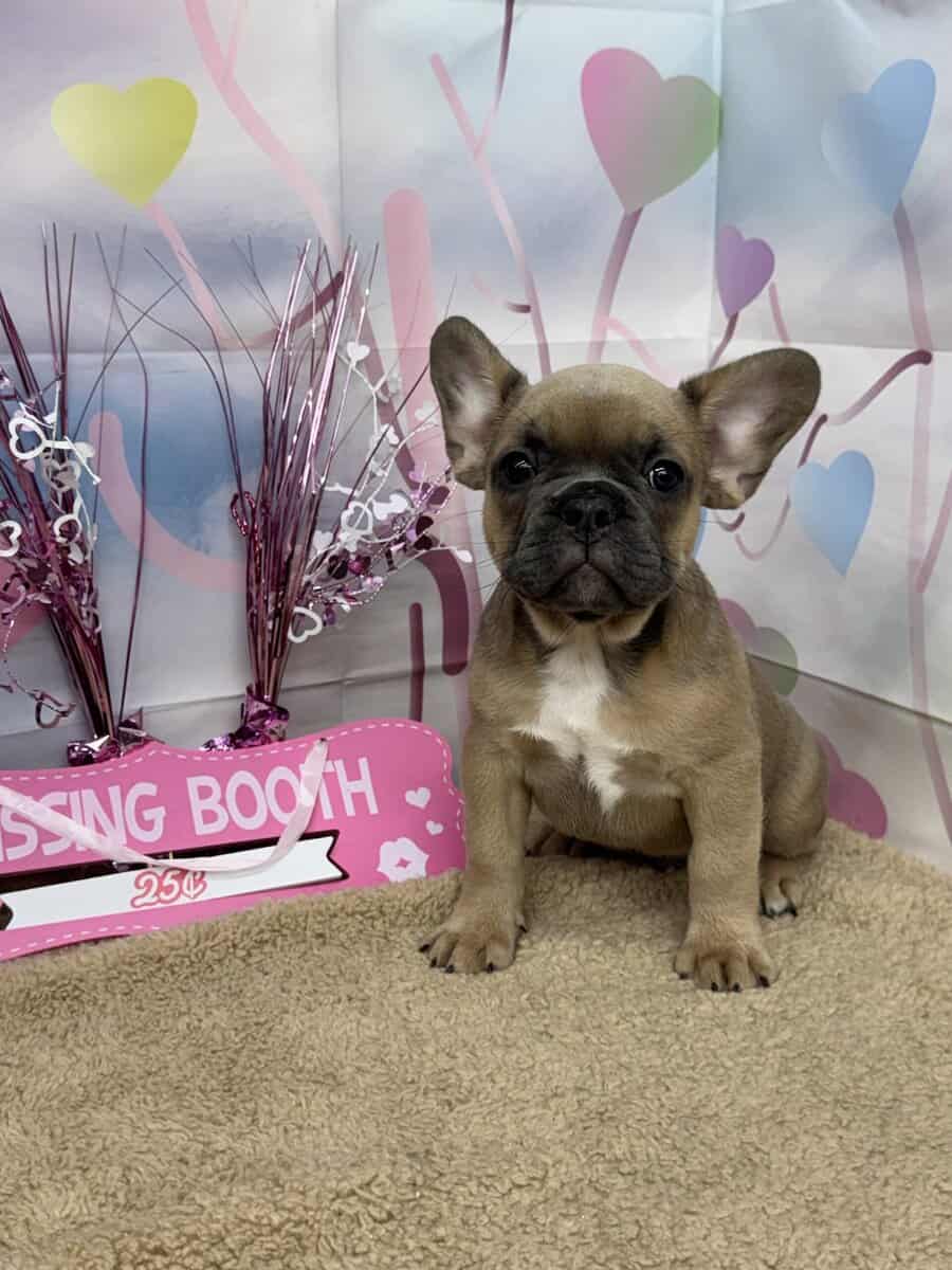 Blue Fawn French Bulldogs image 1