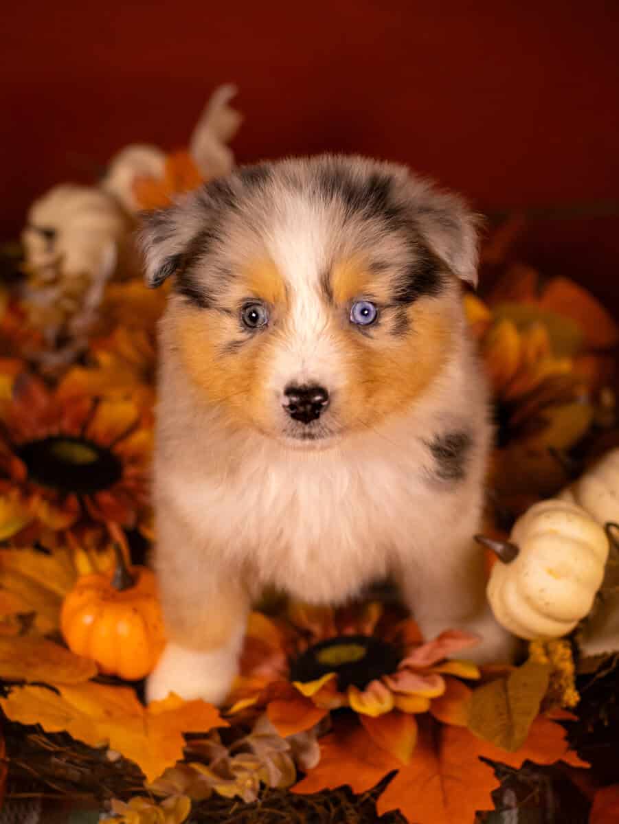 Blue Merle Female image 3