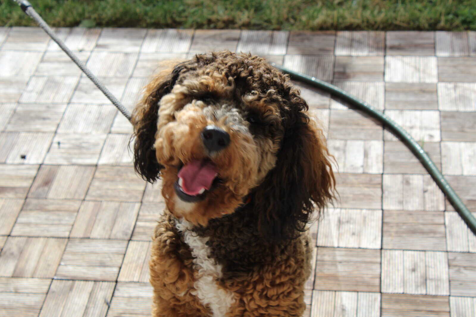 Kid-Friendly Bernedoodle Looking for Home image 4