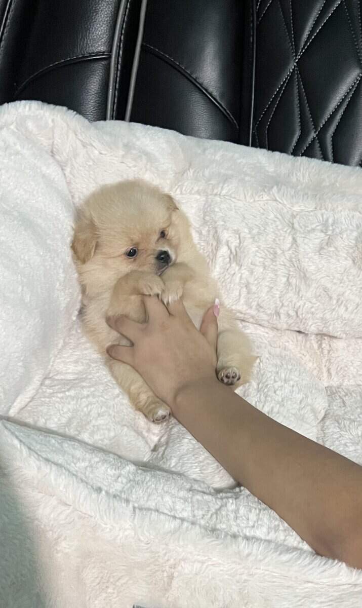 Pomeranian Puppies image 4