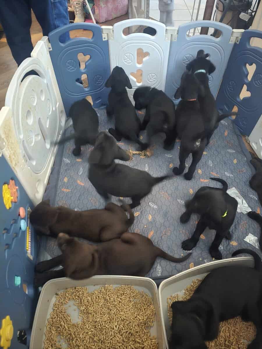American labrador retriever image 2