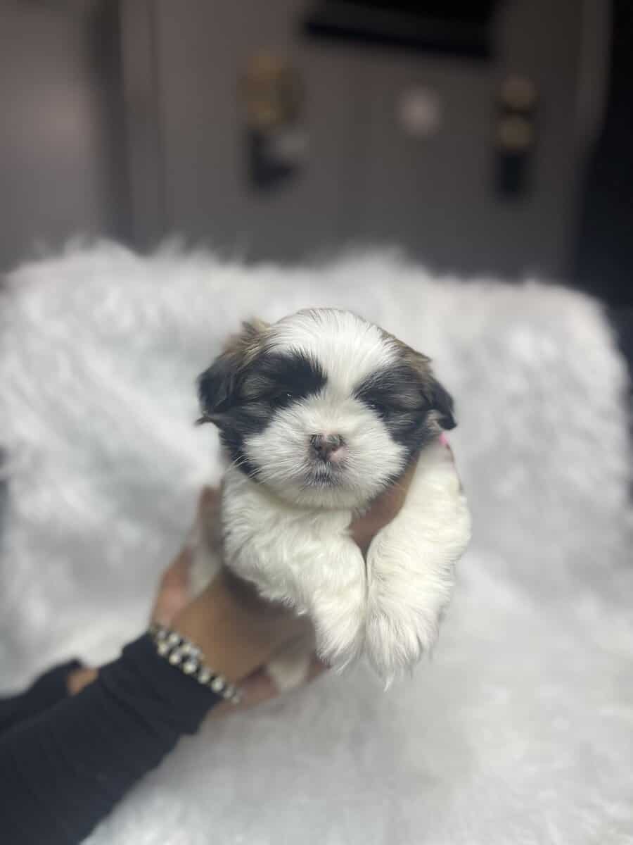 Imperial Shih Tzus image 4