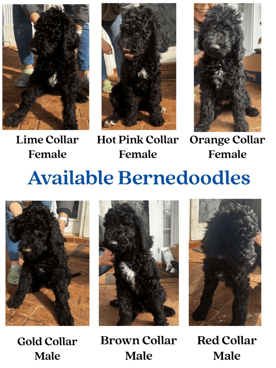Bernedoodle Puppies image 1