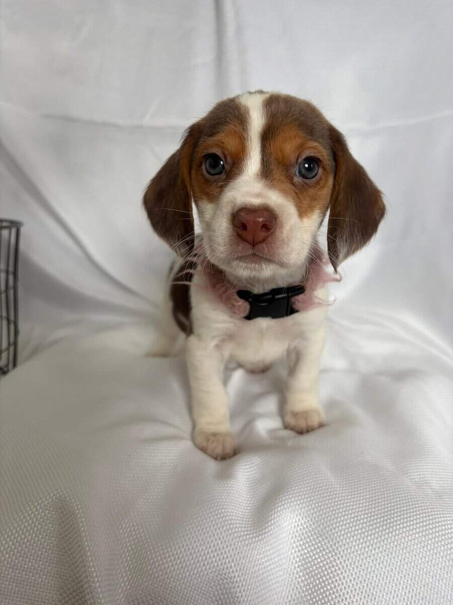 6 week old female beagle pup with pink colar image 2
