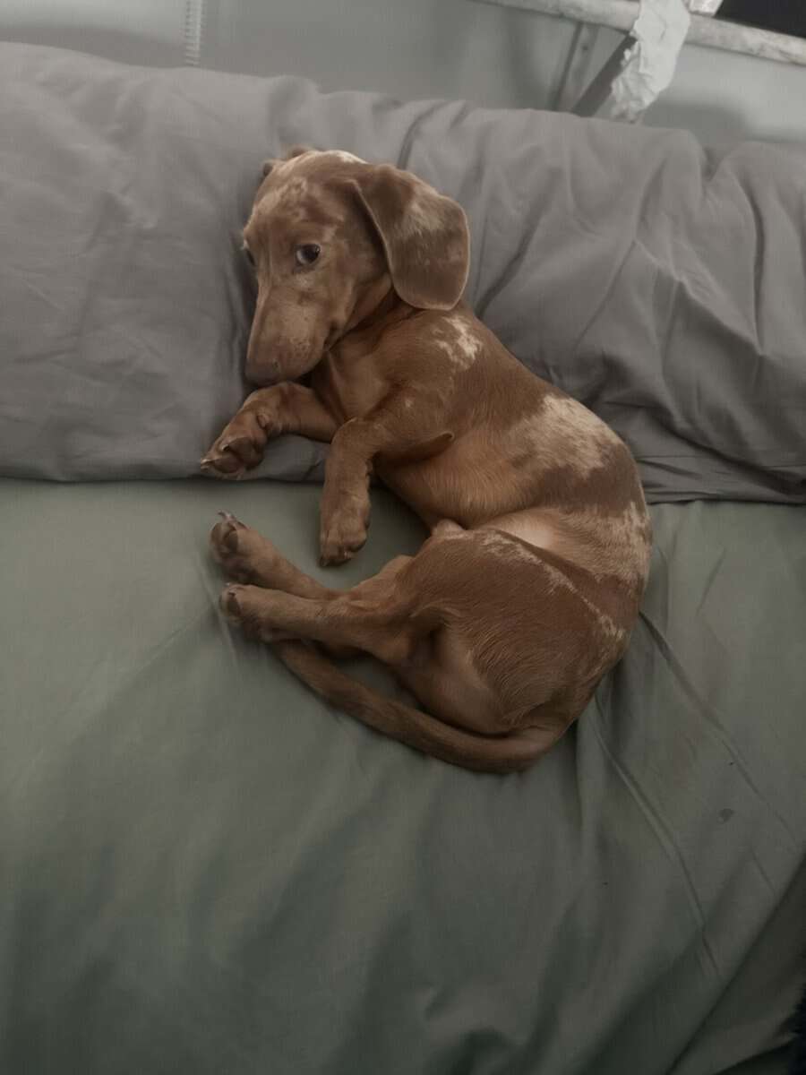 2 year 3 month old Mini Dapple Daschund image 4