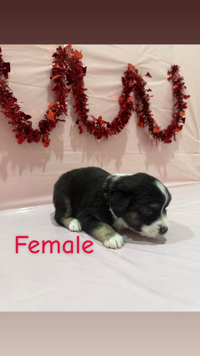 Need a Valentine? These babies are perfect! image 3