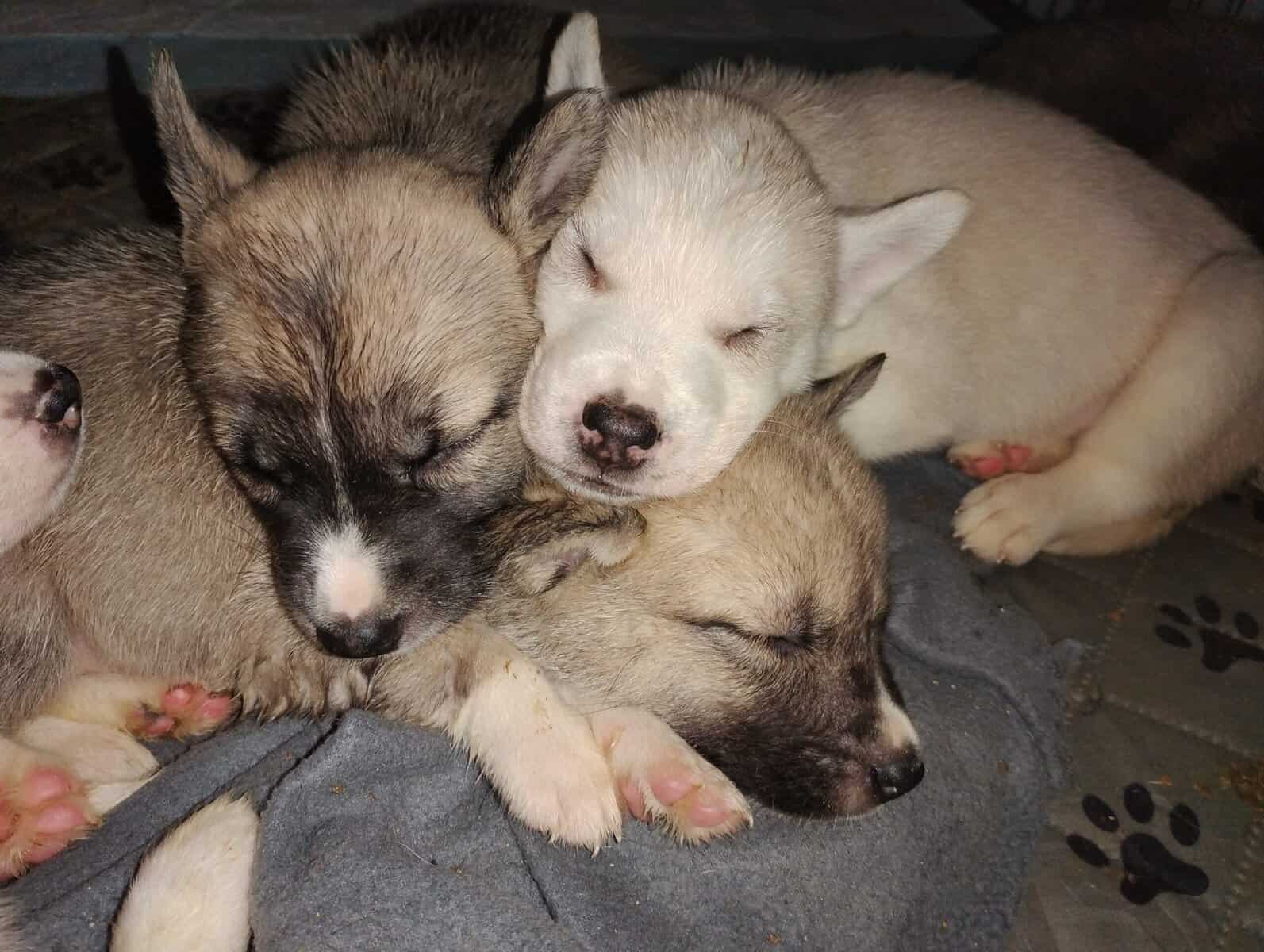 Siberian Husky image 6