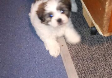 Shih poo puppies 9 weeks old