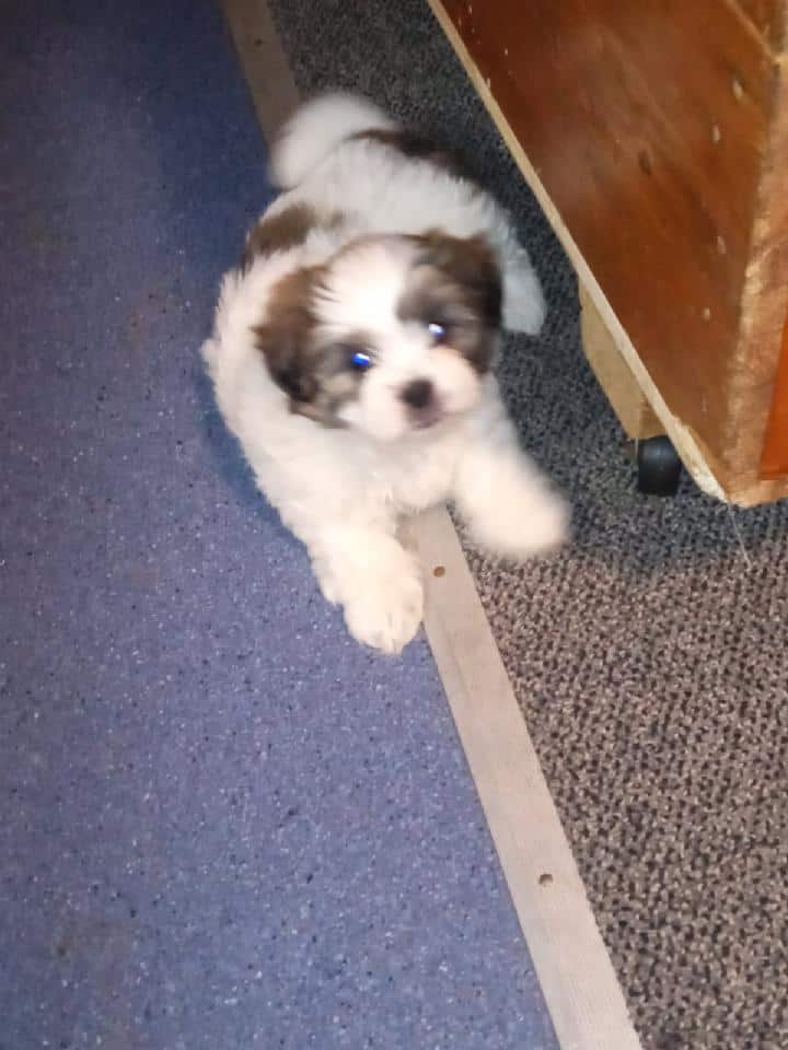 Shih poo puppies 9 weeks old image 1