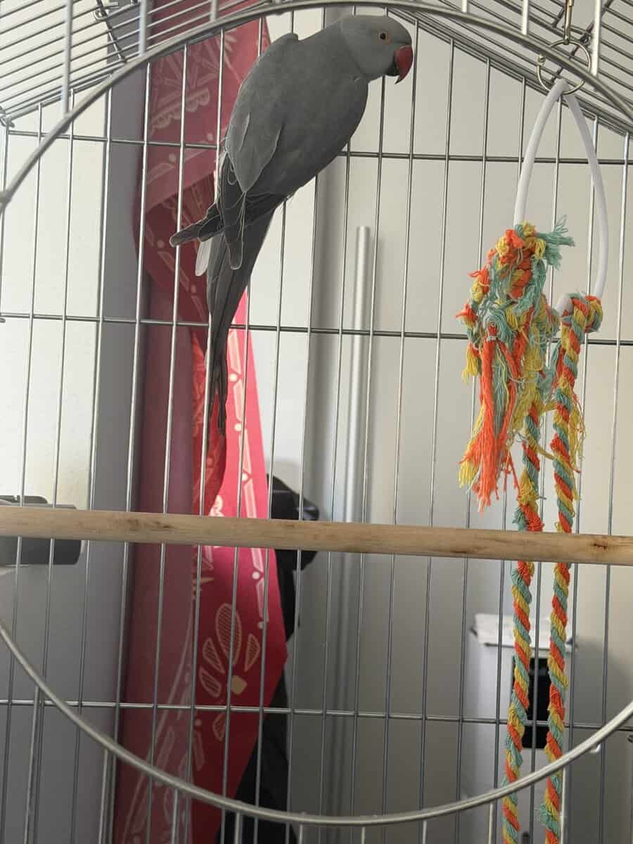 Indian ringnecks image 1