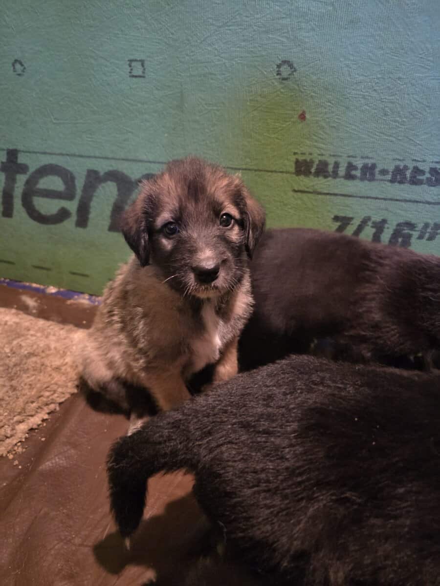 Anatolian Shepherd/ Sheepadoodle Puppies image 2