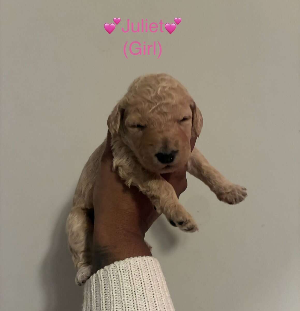Goldendoodle Puppies image 2
