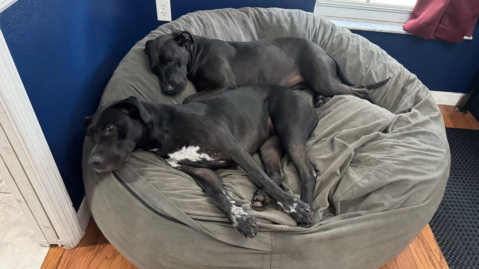 Cuddly baby who cant be with sister any longer image 4