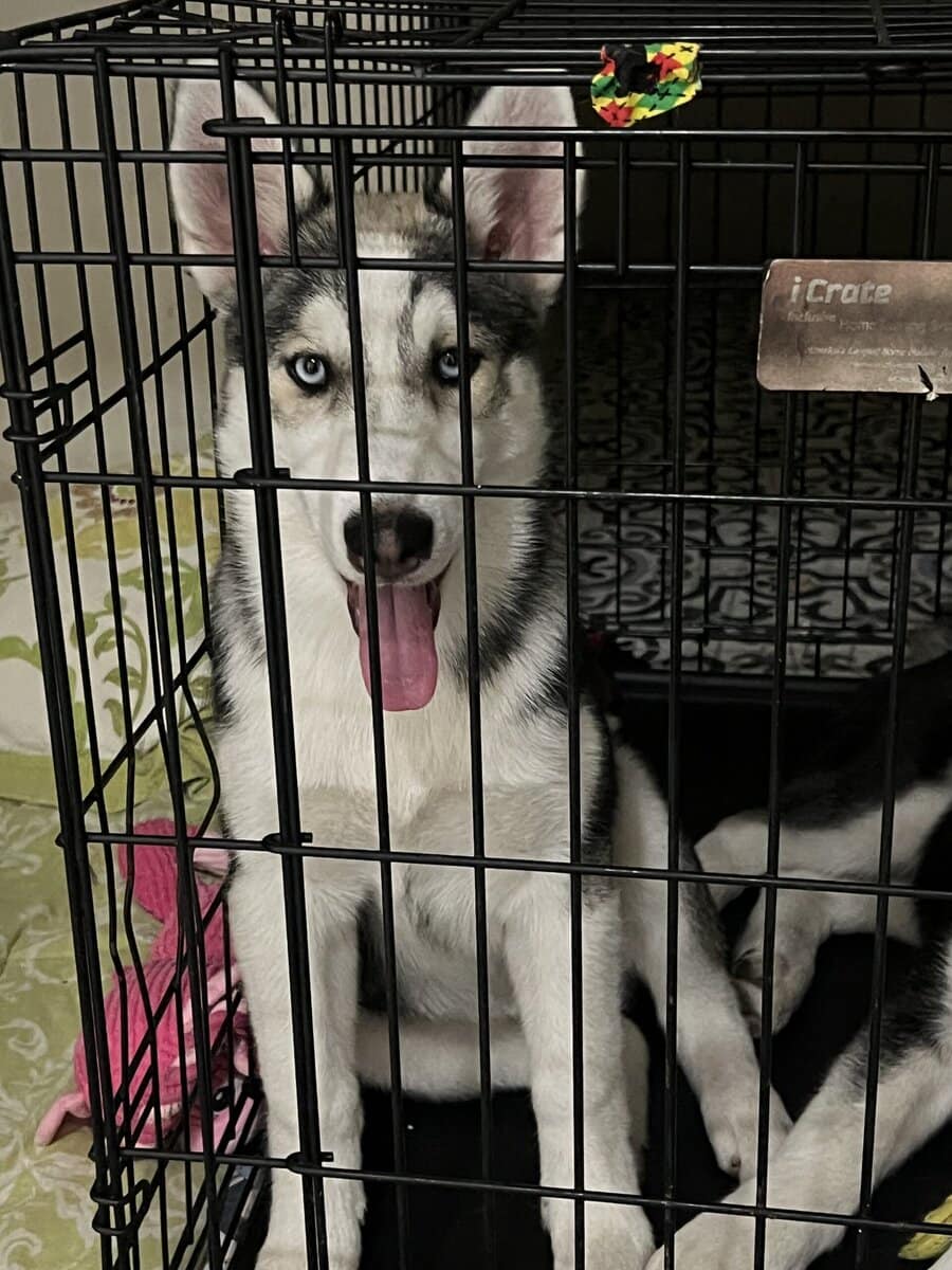 Siberian Husky for Sale image 1