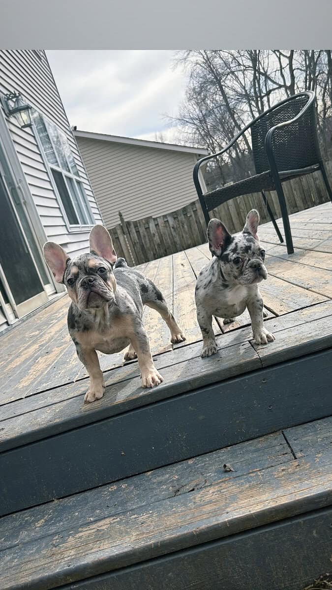Frenchie puppies looking for new home image 1