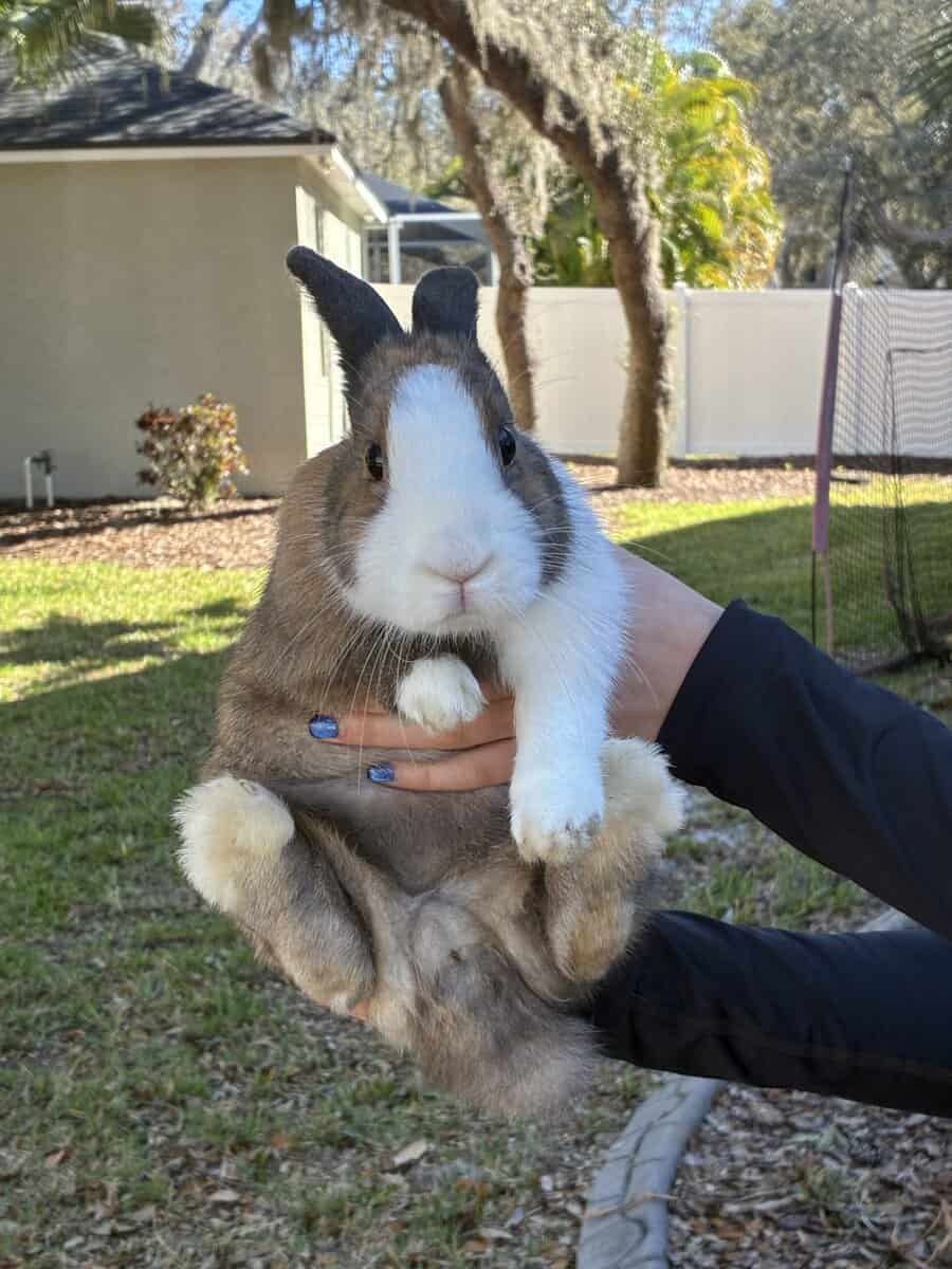 bonded rabbit pair image 7