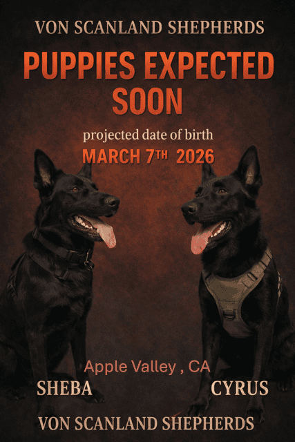 AKC German Sheperd Puppies Expecting in March image 1