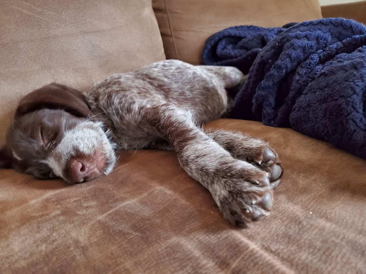 German Wirehaired Pointer Puppies image 1