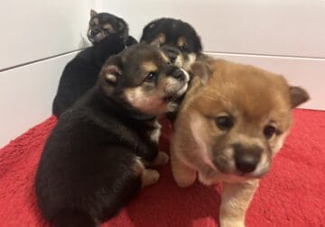 Adorable Shiba Inu Puppies!