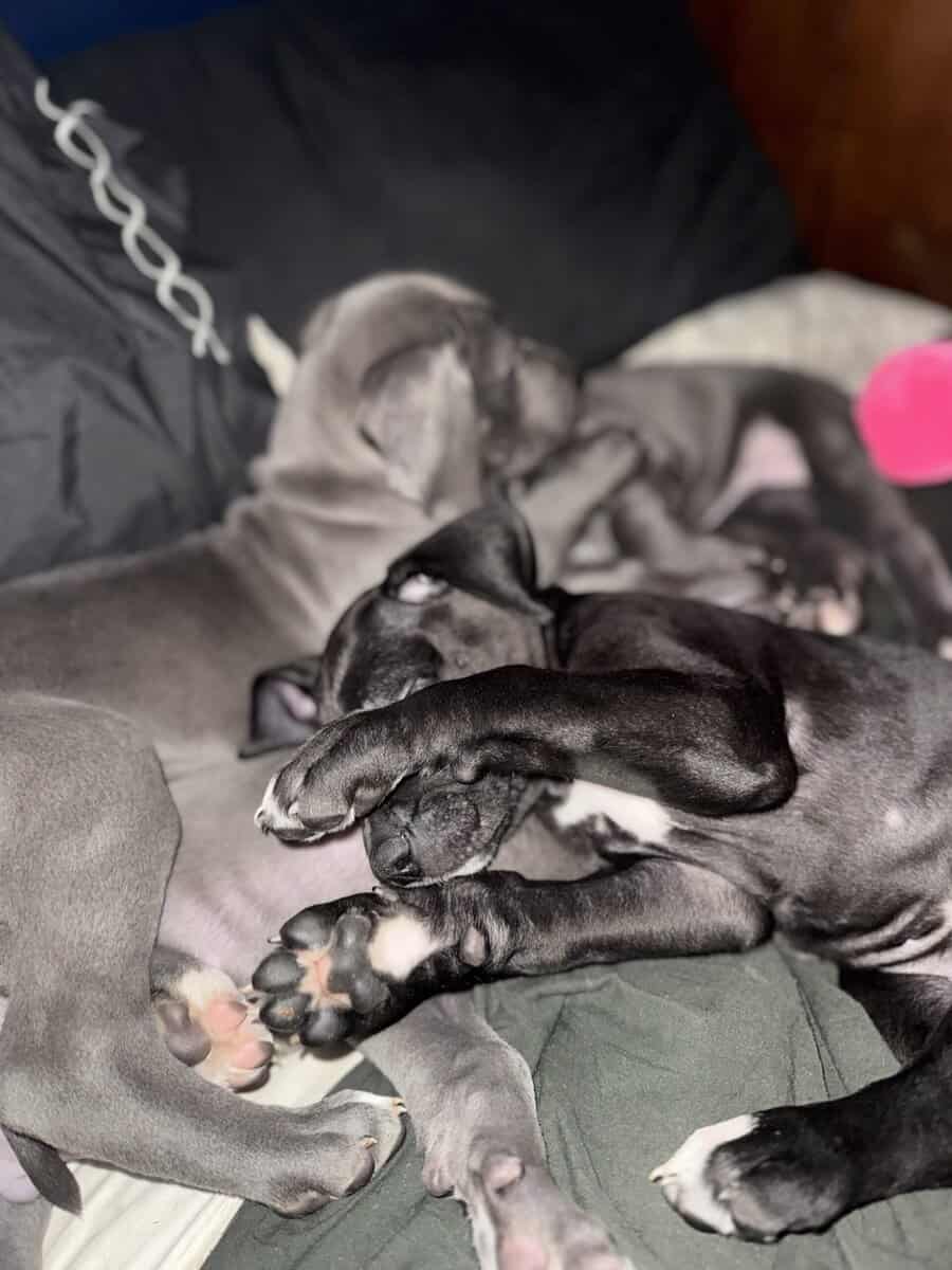 Great Dane female and male puppies image 1