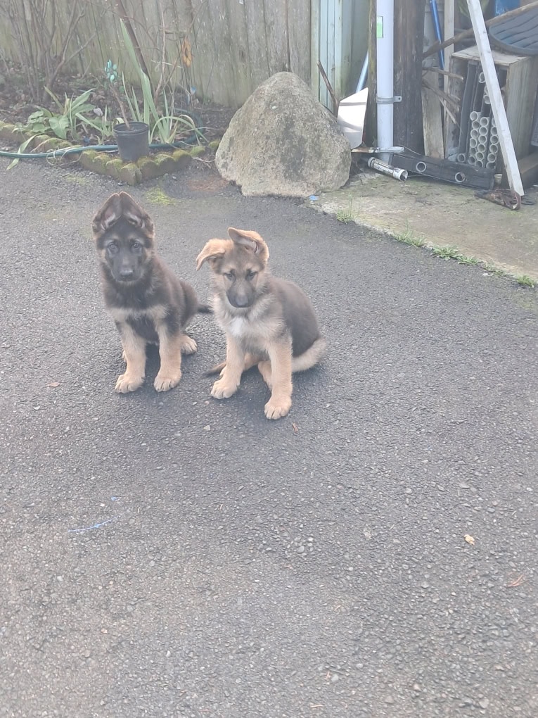 Looking for a home to German shepherd puppies image 2