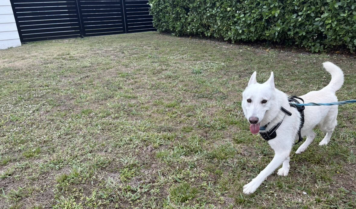 White Swiss Shepherd l image 4