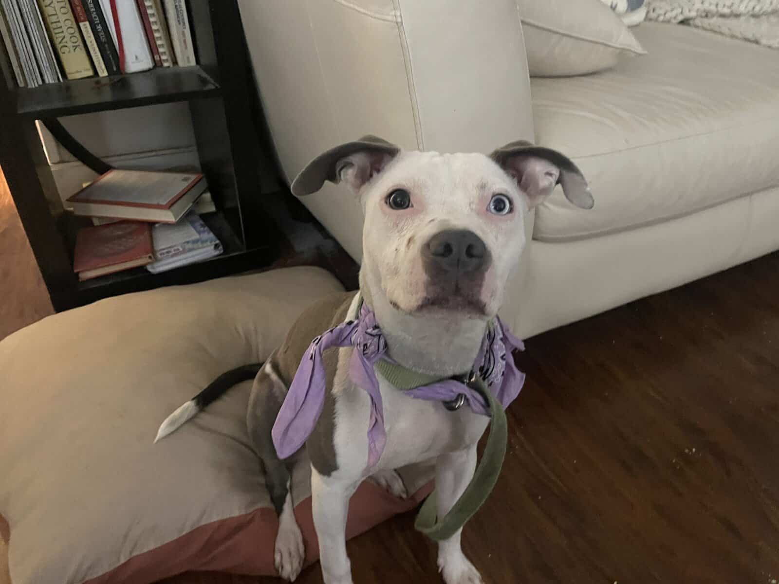 Female bull terrier image 1