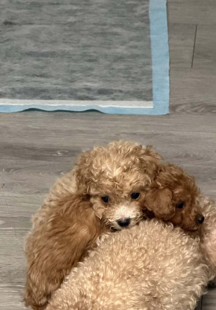 Puppies image 1