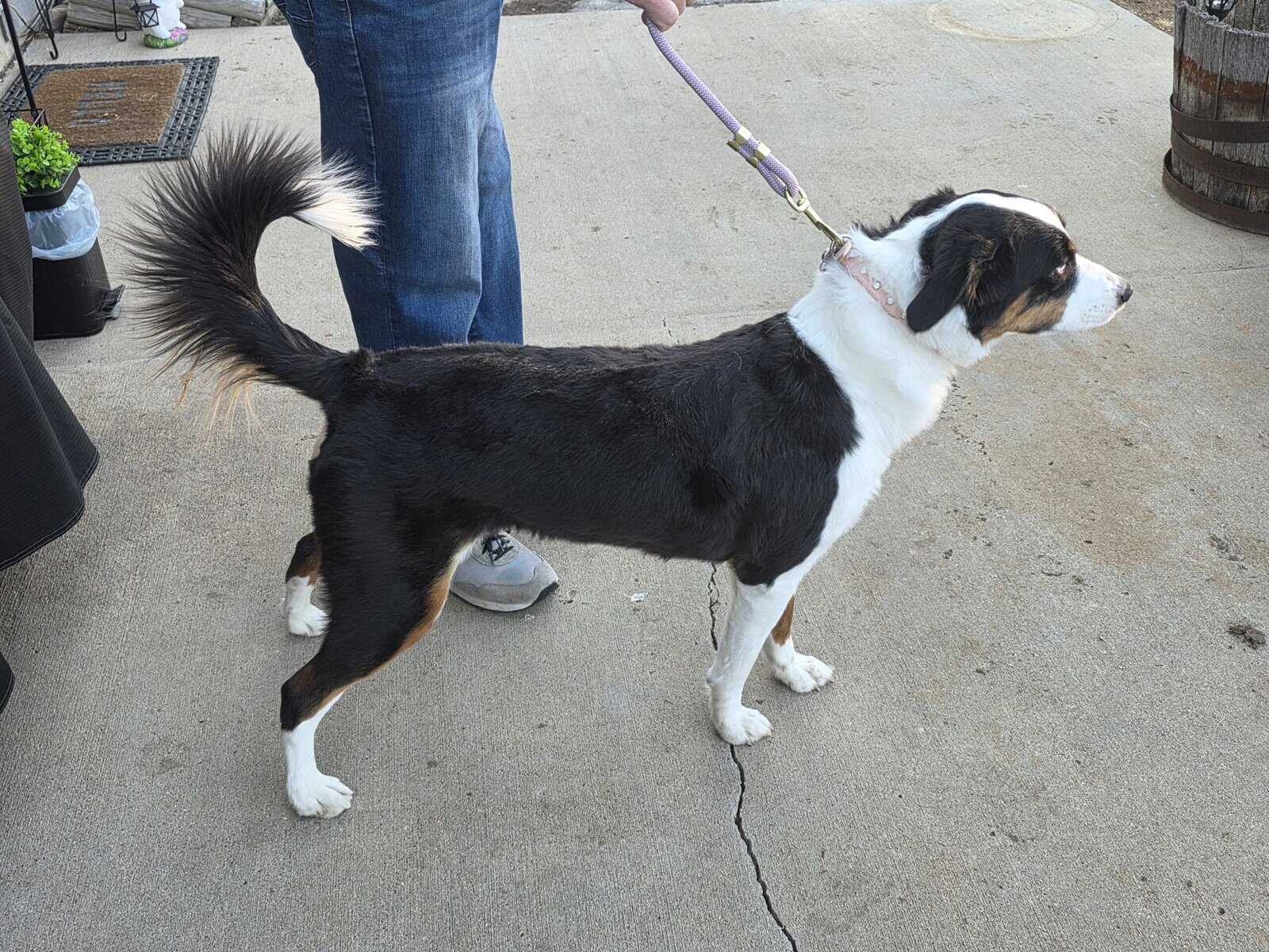 1 y/o Australian Shepard Mix image 4