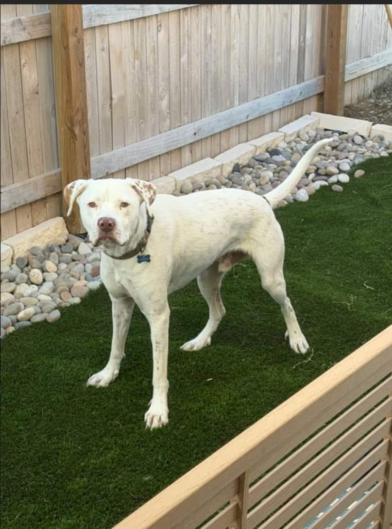 Needs Rehoming image 4