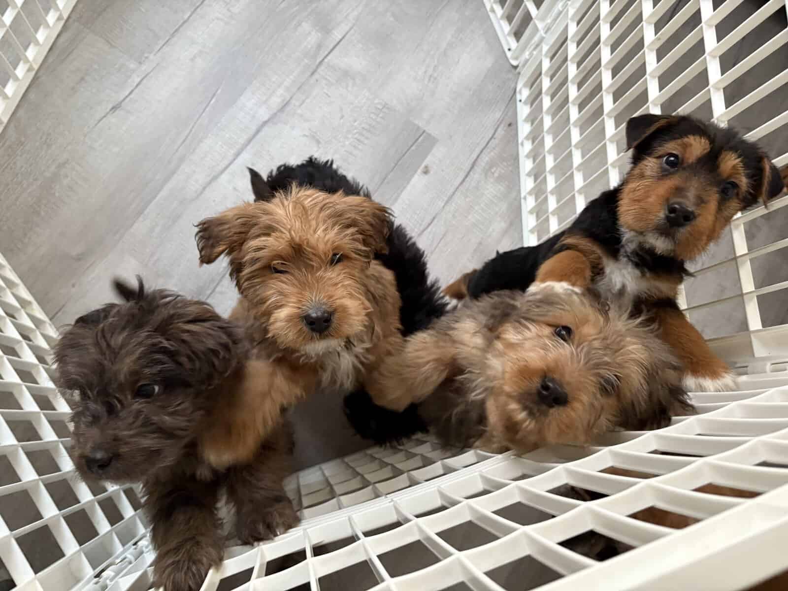 Doodle Puppies image 1
