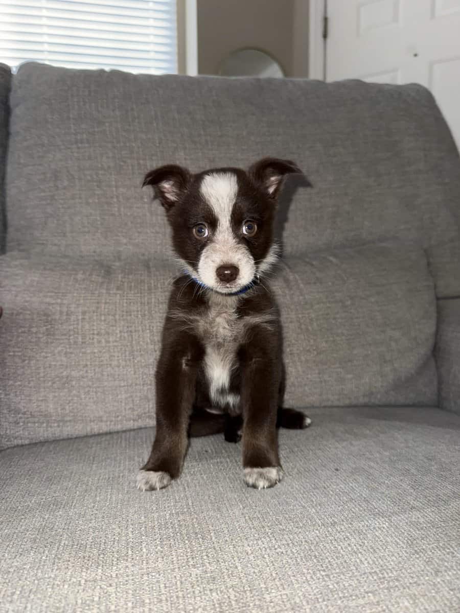 Aussie-Blue heeler image 1