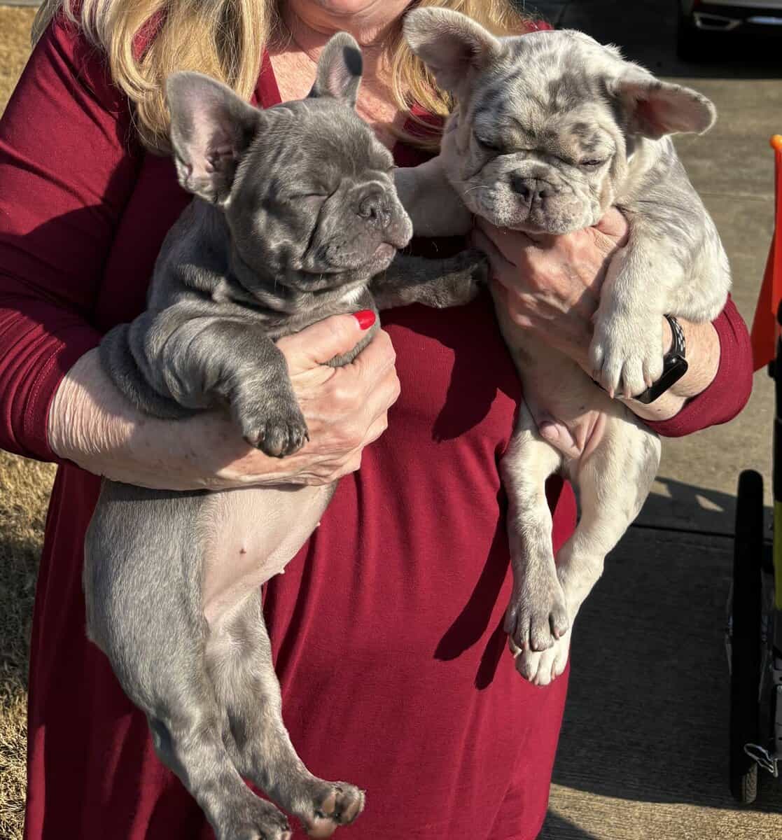 French Bulldogs puppies image 3