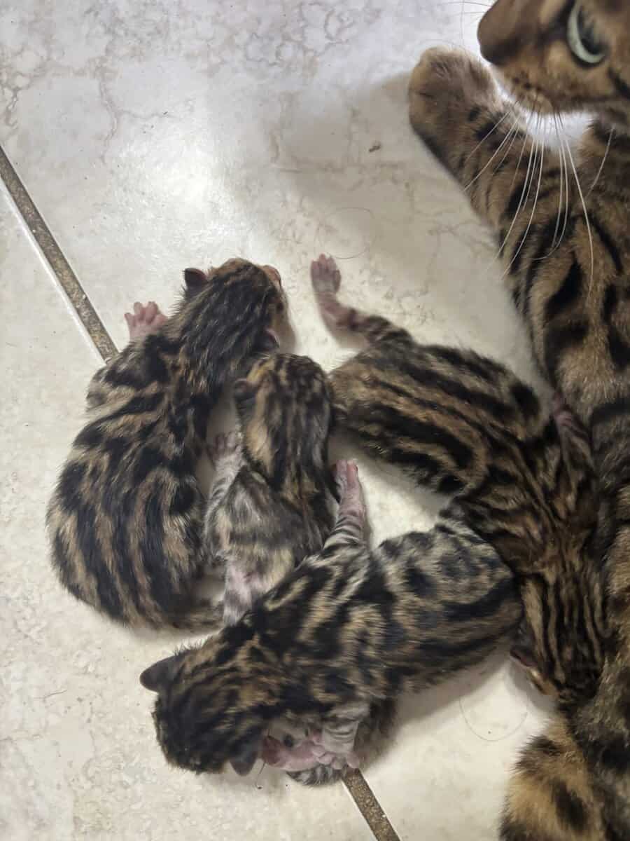 Bengal kittens image 3