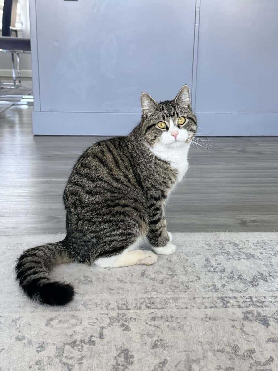 7 Month old kitten image 1