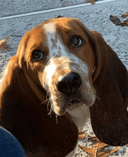 FREE Basset Hound "Rufus" image 1